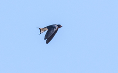 Hirundo lucida