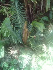 Blechnum brasiliense