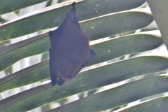 Cyttarops alecto