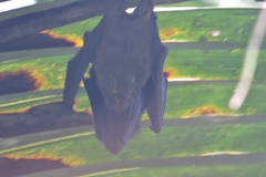 Cyttarops alecto