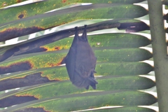 Cyttarops alecto