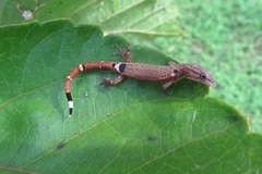 Sphaerodactylus millepunctatus
