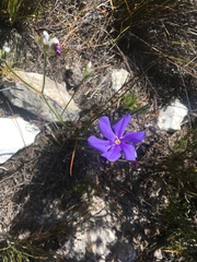 Aristea oligocephala