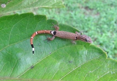 Sphaerodactylus millepunctatus