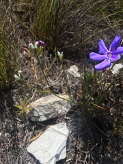 Aristea oligocephala