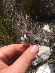 Aristea oligocephala