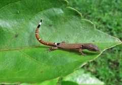 Sphaerodactylus millepunctatus