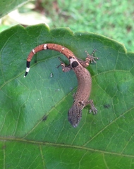 Sphaerodactylus millepunctatus