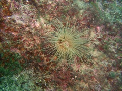 Cerianthus membranaceus