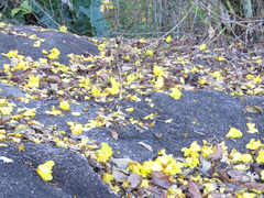 Cochlospermum orinocense