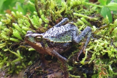 Incilius coniferus