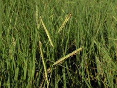 Paspalum denticulatum