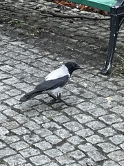 Corvus cornix