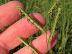Paspalum denticulatum