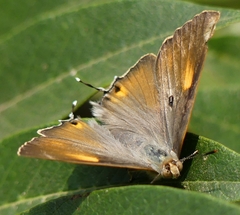 Virachola isocrates