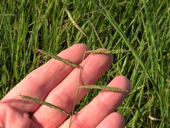 Paspalum denticulatum