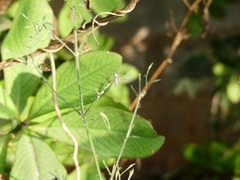 Dicliptera paniculata