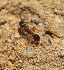 Tetramorium erectum