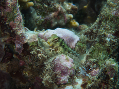 Crossosalarias macrospilus