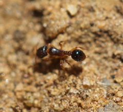 Tetramorium erectum