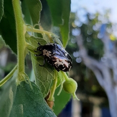 Protaetia aurichalcea