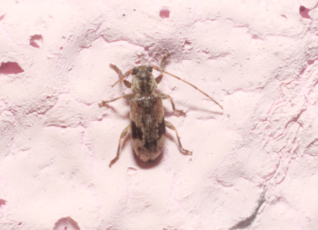 Miaenia exigua