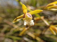 Eulophia tristis