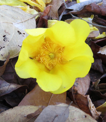 Cochlospermum orinocense