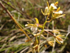 Eulophia tristis