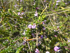 Muraltia rhamnoides
