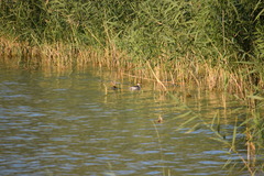 Podiceps auritus