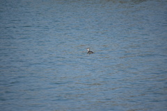 Podiceps auritus