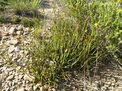 Elegia squamosa