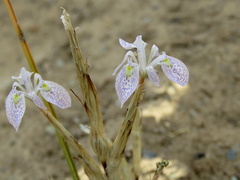 Moraea simulans