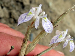 Moraea simulans