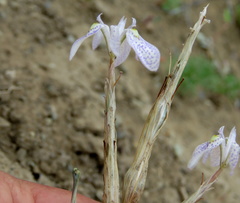 Moraea simulans