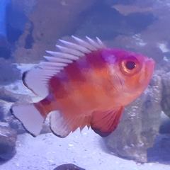 Priacanthidae