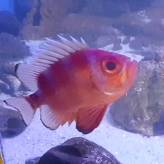 Priacanthidae