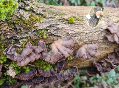 Auricularia mesenterica