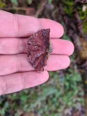 Auricularia mesenterica