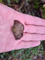 Auricularia mesenterica