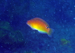 Austrolabrus maculatus