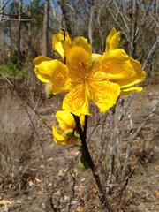 Cochlospermum regium