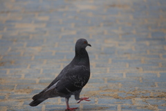 Columba livia domestica