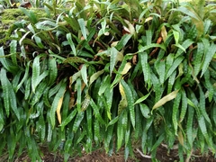 Pleopeltis polylepis