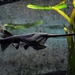 American Paddlefish - Photo (c) Joachim S. Müller, some rights reserved (CC BY-NC-SA)