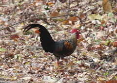 Gallus sonneratii