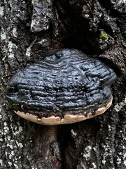 Phellinus populicola