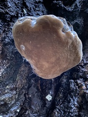 Phellinus populicola