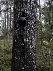 Phellinus populicola
